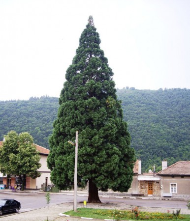 Величествена секвоя